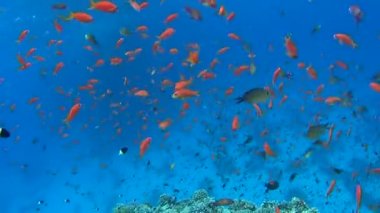 Güzel sualtı tropikal mercan kayalığı Peyzaj sahne sürüler halinde anthias balık pseudoanthias squamipinnis ile