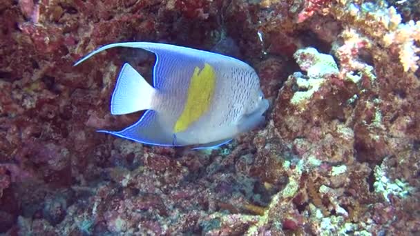 Arabian Skalary Ustniczek Cętkowany Pływanie Tropikalne Morze Przez Twarde Coral — Wideo stockowe