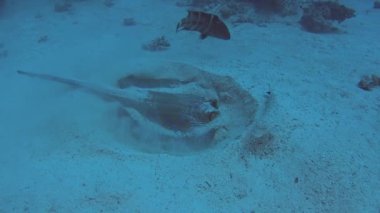 Bluespotted lagün vatoz taeniura lymma tropikal deniz kumlu deniz dibinin beslenirler