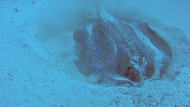 Bluespotted Lagunu Stingray Taeniura Lymma Krmení Písčité Mořské Dno Tropickém — Stock video