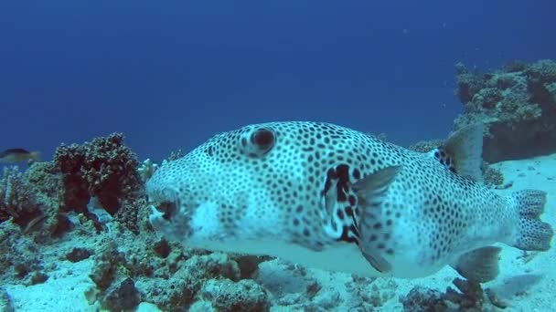 Large Giant Pufferfish Arothron Stellatus Swimming Sandy Seabed Tropical Sea — Stock Video