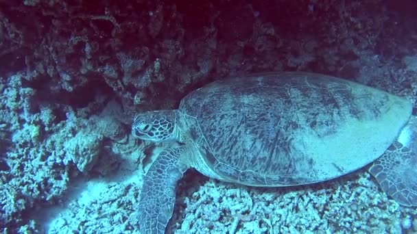 Grande Tartaruga Marinha Verde Chelonia Mydas Dormindo Debaixo Água Lagoa — Vídeo de Stock