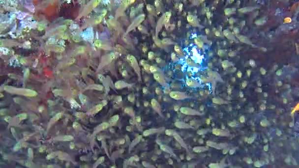 美丽的水下热带珊瑚礁景观场景与浅滩的 Glassfish Parapriacanthus Ransonneti 在小洞穴 — 图库视频影像