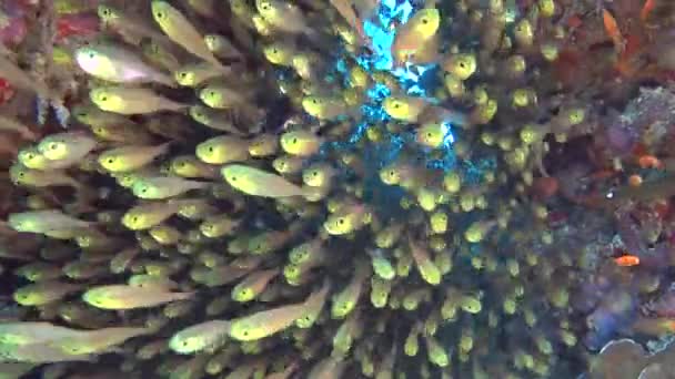 美丽的水下热带珊瑚礁景观场景与浅滩的 Glassfish Parapriacanthus Ransonneti 在小洞穴 — 图库视频影像
