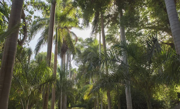 Träd Vid Tropiska Botaniska Trädgårdar Kitchener Vid Assuan Egypten — Stockfoto