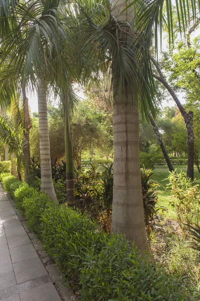 埃及阿斯旺基切纳岛热带植物园的树木 — 图库照片