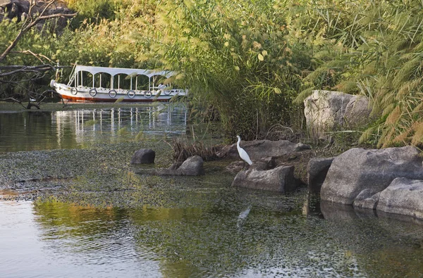 View River Nile Aswan Egypt Rural Countryside Landscape Wild Egret — Stock Photo, Image