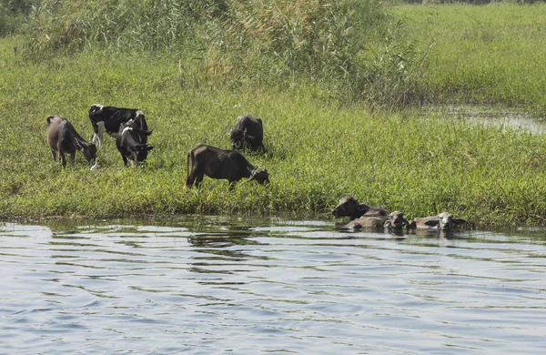 エジプト アフリカ水牛伴う臨床検査成績家畜と川の田舎フィールド草原の風景シーン — ストック写真