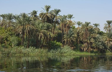 Büyük geniş nehir Nil Mısır aracılığıyla sudaki yansıması ile kırsal kırsal manzara karşısında görüntülemek ve palmiyeler