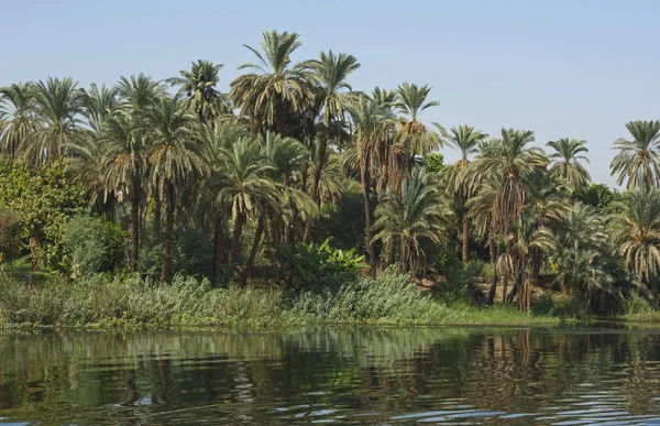 水の反射で田舎風景を大きな広い川エジプトのナイル川を見るし ヤシの木 — ストック写真