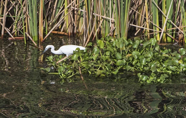 Czapla Nadobna Egretta Garzetta Dziki Ptak Stanął Płytkiej Wodzie Trawa — Zdjęcie stockowe