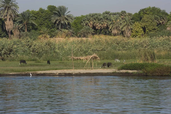 Visa Hela Stora Breda Floden Nilen Egypten Genom Landsbygden Gård — Stockfoto