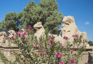 RAM avenue, çalılar ve çiçekler ile Luxor Antik Mısır Karnak Tapınağı'nda Sfenks başlı