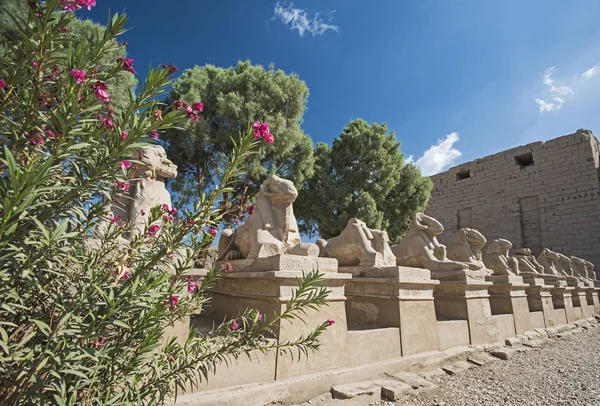 Ram Dirigió Avenida Esfinges Antiguo Templo Egipcio Karnak Luxor Con — Foto de Stock