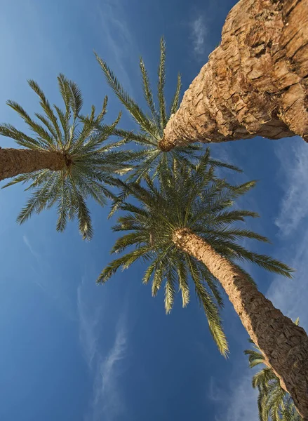 抽象看法高的大的圆的椰枣棕榈树凤凰达克 向上望着一个蓝色的天空背景 — 图库照片