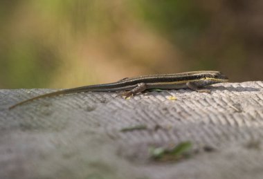Mavi kuyruklu skink kertenkele closeup kırsal kırsal taş yol üzerinde durdu