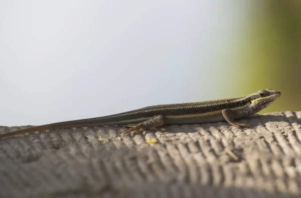 Fechar Lagarto Skink Azul Tailed Estava Caminho Pedra Campo Rural — Fotografia de Stock