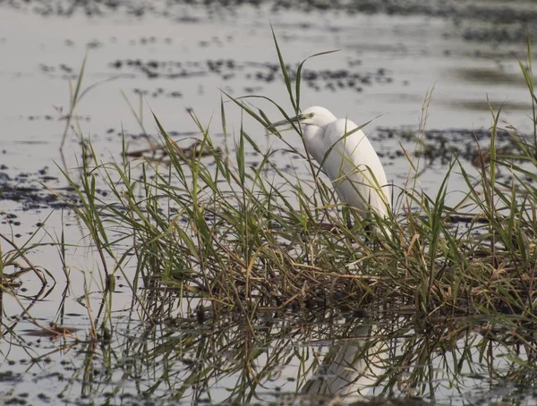 Pequena Egretta Garzetta Pássaro Selvagem Esteve Água Rasa Pântanos Pântano — Fotografia de Stock