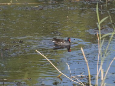 Masrh sulak ile ön plan ve yansıma çimen Sazlık Nehri üzerinde yüzme ortak moorhen gallinula chloropus yabani kuş