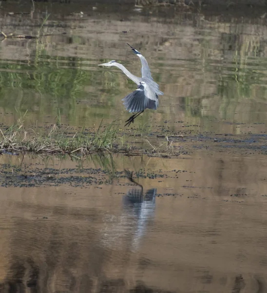 アオサギ アルデーアかび野鳥川銀行湿原草葦と反射水で着陸 — ストック写真