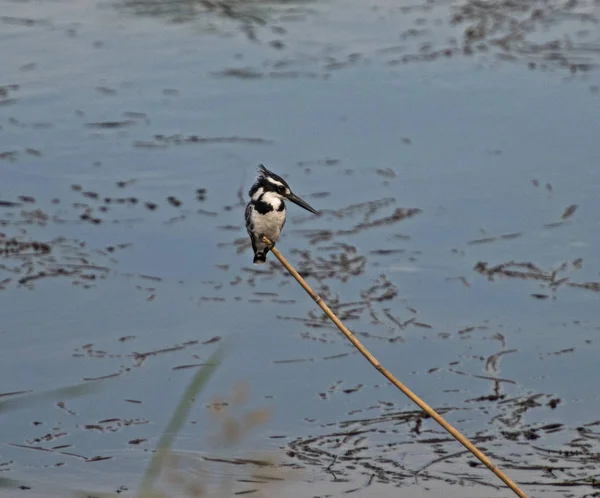 川銀行湿原の草葦の棒に腰掛け Rudis 野鳥立ってパイド カワセミ Ceryle — ストック写真