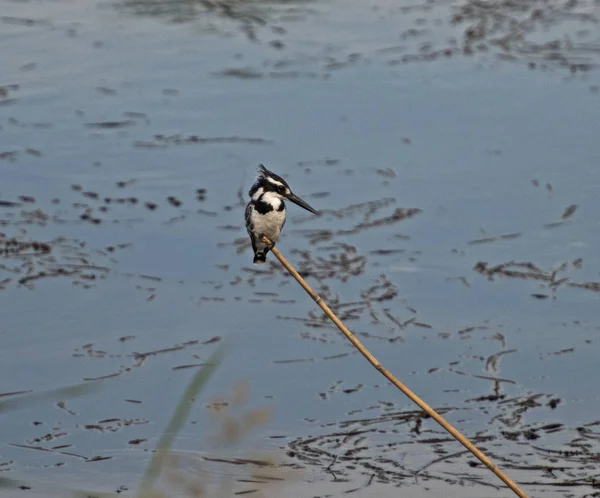 Pied Kingfisher Ceryle Rudis Дикий Птах Стояв Траві Тростини Палиці — стокове фото