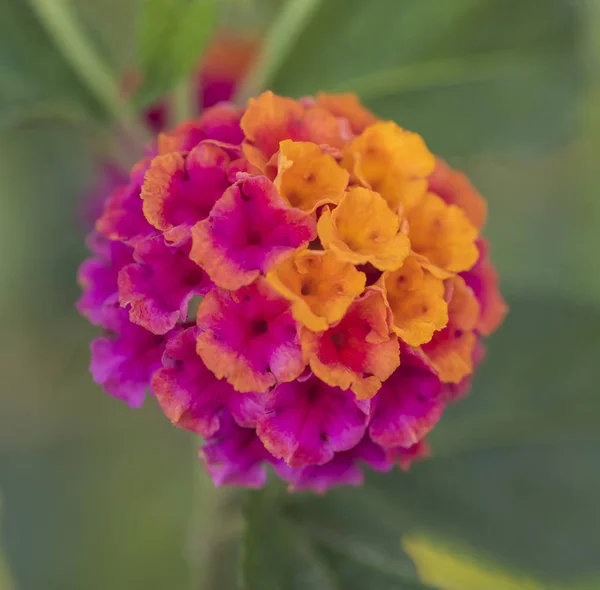 在农村花园环境中的紫色和橙色玫瑰兰塔那花兰塔那卡马拉的特写细节 — 图库照片