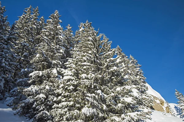 Blick in ein alpines Gebirgstal mit Nadelbäumen — Stockfoto