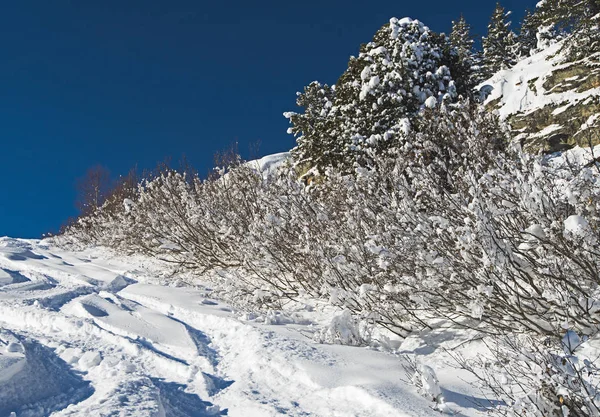 Panoramik bir Alp dağ Vadisi ile kozalaklı ağaçlar aşağı — Stok fotoğraf