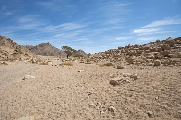 Rocky desert landscape panorama with acacia tree growing — Stock Photo, Image