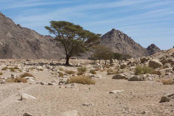 Rocky desert landscape panorama with acacia tree growing — Stock Photo, Image