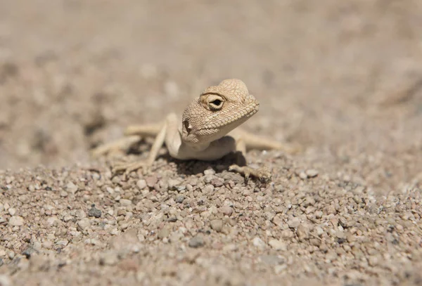 Egípcio lagarto agama deserto em ambiente árido e áspero — Fotografia de Stock