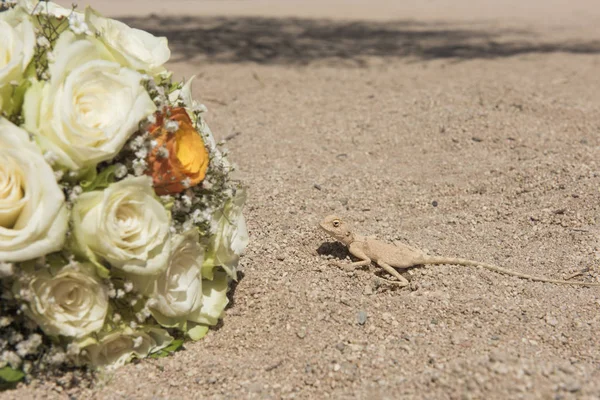 Egyptian desert agama lizard in desert with wedding flower bouqu — Stock Photo, Image