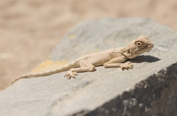 Close-up van Egyptische woestijn agama hagedis op een rots — Stockfoto