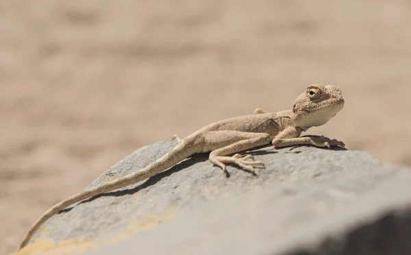 Closeup de lagarto agama do deserto egípcio em uma rocha — Fotografia de Stock
