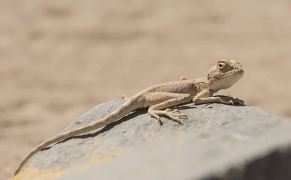 岩の上エジプトの砂漠アガマトカゲ トカゲのクローズ アップ — ストック写真