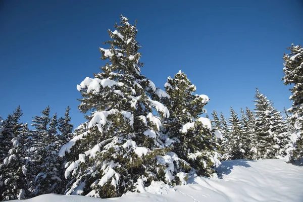 Landschaft Blick auf schneebedeckte alpine Bergkette mit Nadelholz — Stockfoto