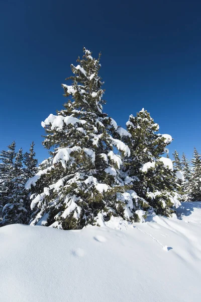 Zobrazení na šířku sněhu zahrnuty alpské horské pásmo s conife — Stock fotografie