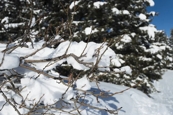 Nahaufnahme Detail des schneebedeckten Astes mit Nadelbäumen — Stockfoto