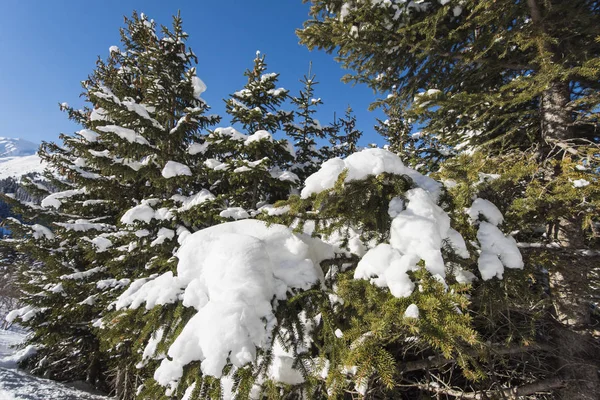 Landschaft Blick auf schneebedeckte alpine Bergkette mit Nadelholz — Stockfoto