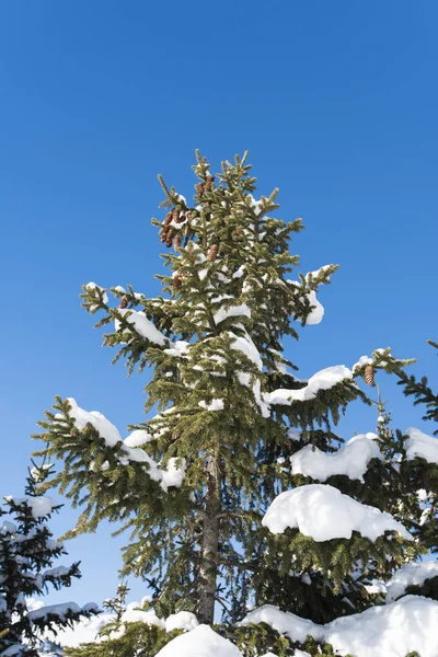 Nahaufnahme von schneebedeckten Nadelbäumen — Stockfoto