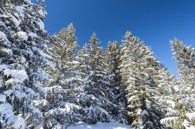 Konifer çam ile kar kaplı Alp Dağı peyzaj görünümü
