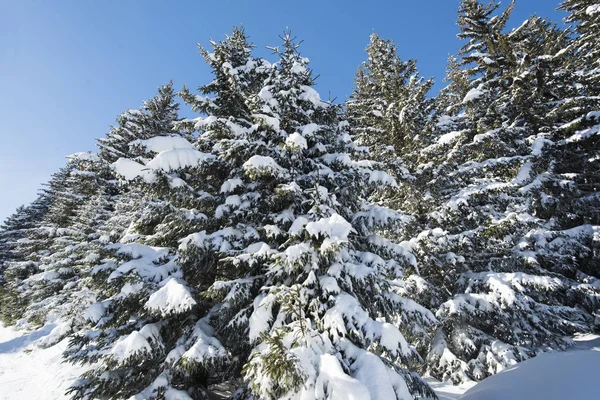 Vista paisagem da neve coberta montanha alpina com pinheiro conífera — Fotografia de Stock