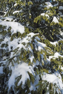 Kar kaplı Conifer çam ağaçlarının closeup