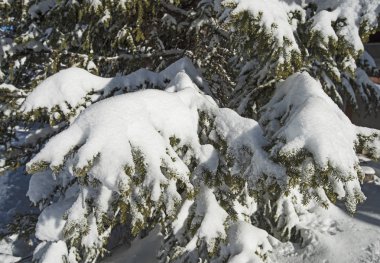 Kar kaplı Conifer çam ağaçlarının closeup