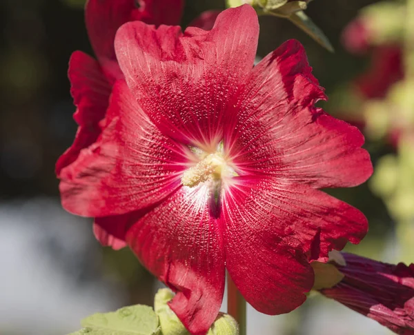 Close-up van een hibiscus rosa-sinensis rode bloem — Stockfoto