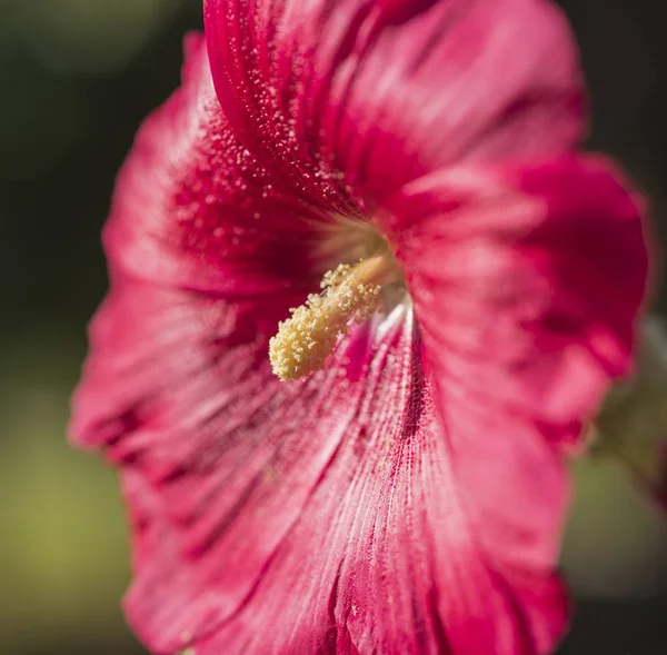 Nahaufnahme einer roten Blume des Hibiscus rosa sinensis — Stockfoto