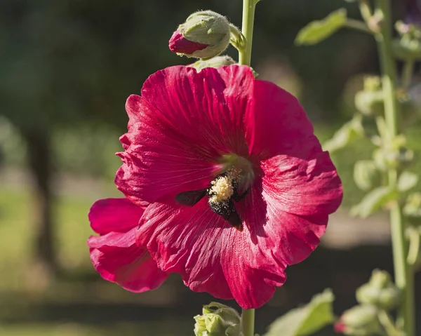 Close-up de uma flor vermelha hibisco rosa sinensis com abelha — Fotografia de Stock
