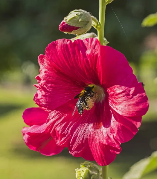 Primer plano de una flor roja de hibisco rosa sinensis con abejorros — Foto de Stock