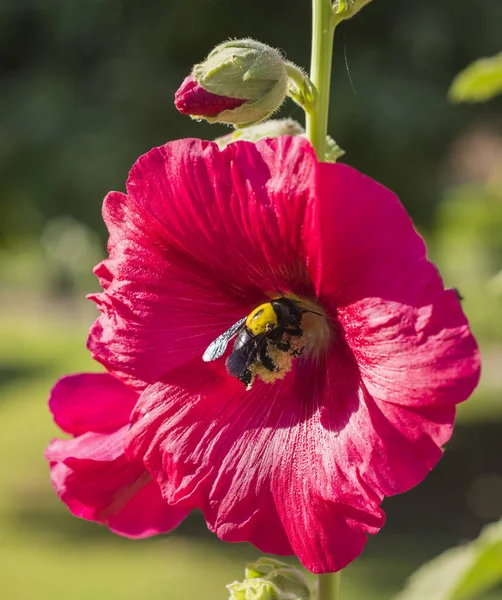 ハイビスカス・ローザ・シネンシスの赤い花とバンブルミツバチのクローズアップ — ストック写真